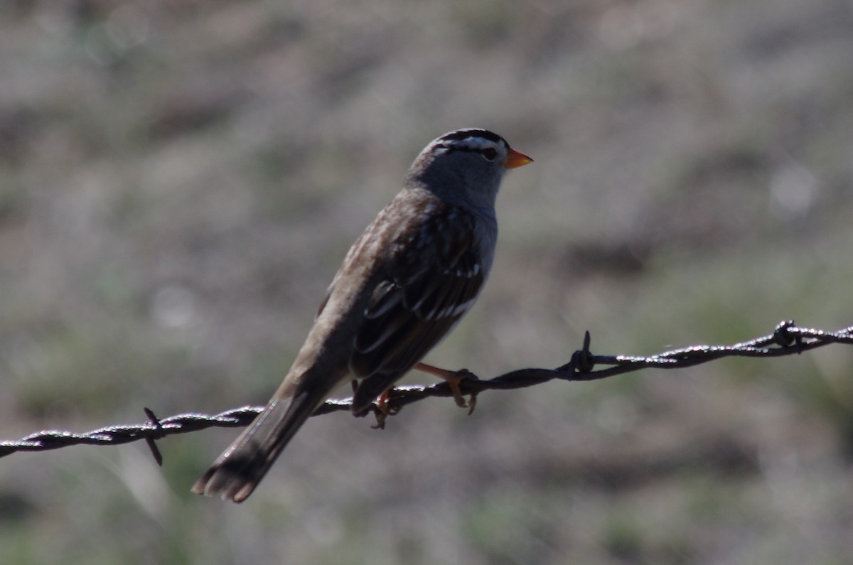 White-crowned Sparrow - robert beauchamp