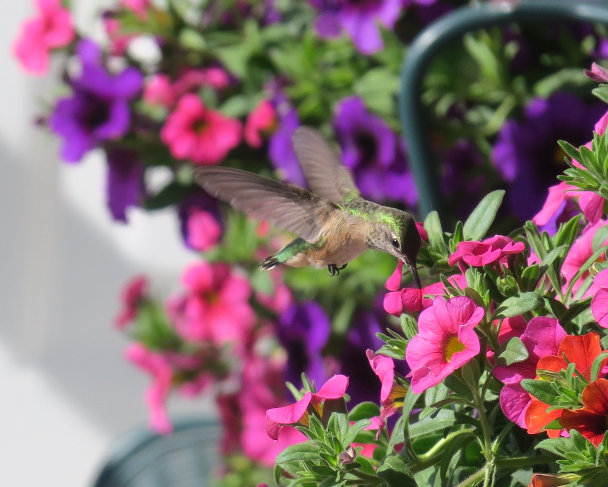 Calliope Hummingbird - ML337963281