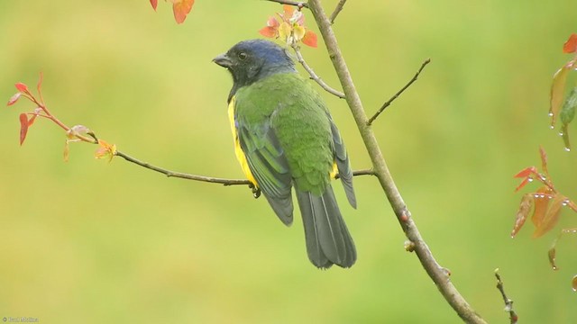 Black-chested Mountain Tanager - ML337967441