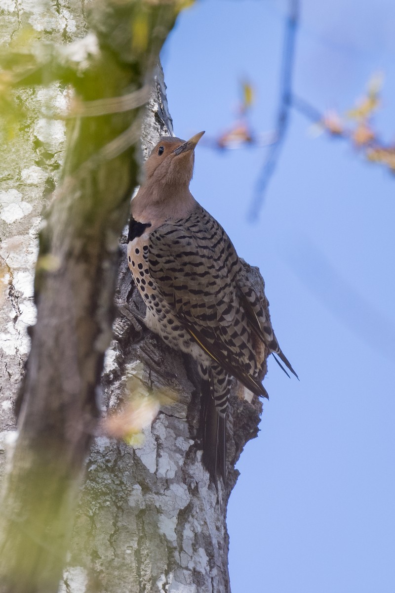 Northern Flicker (Yellow-shafted) - ML337970551