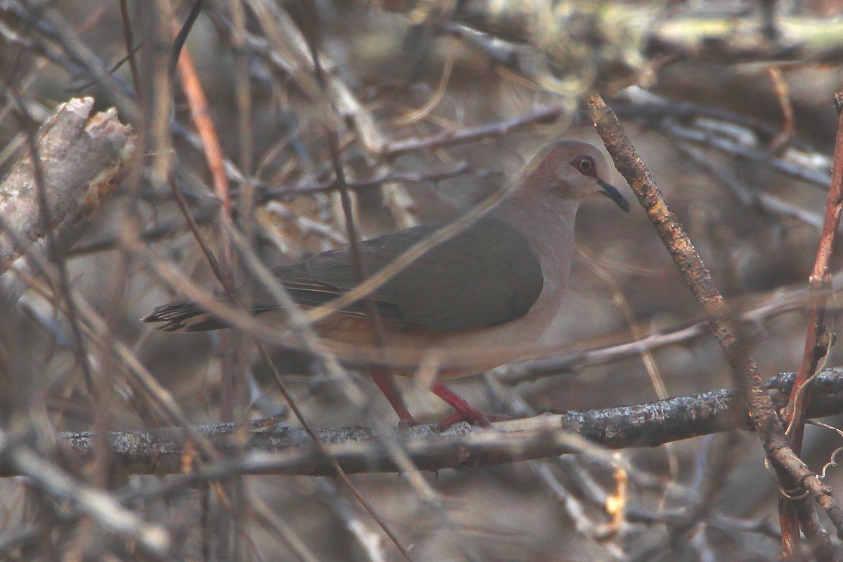 White-tipped Dove - Paul Lewis