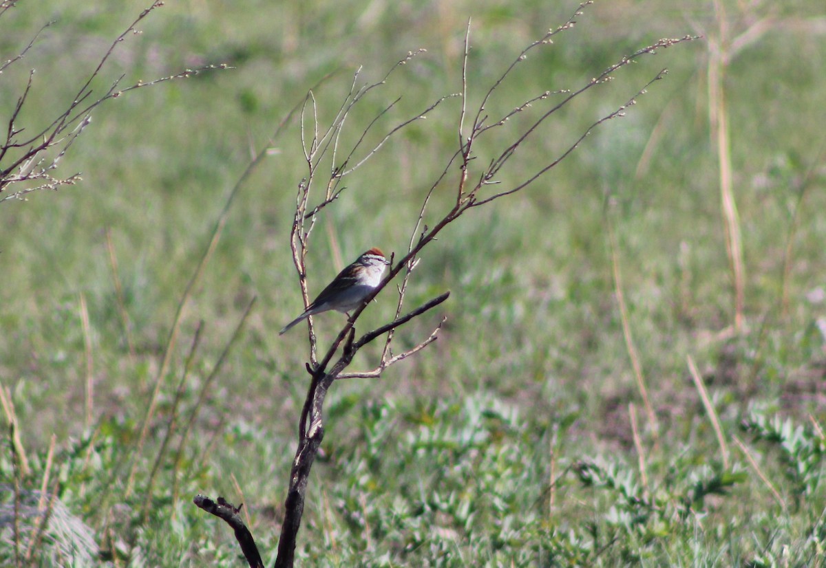Chipping Sparrow - ML337975511