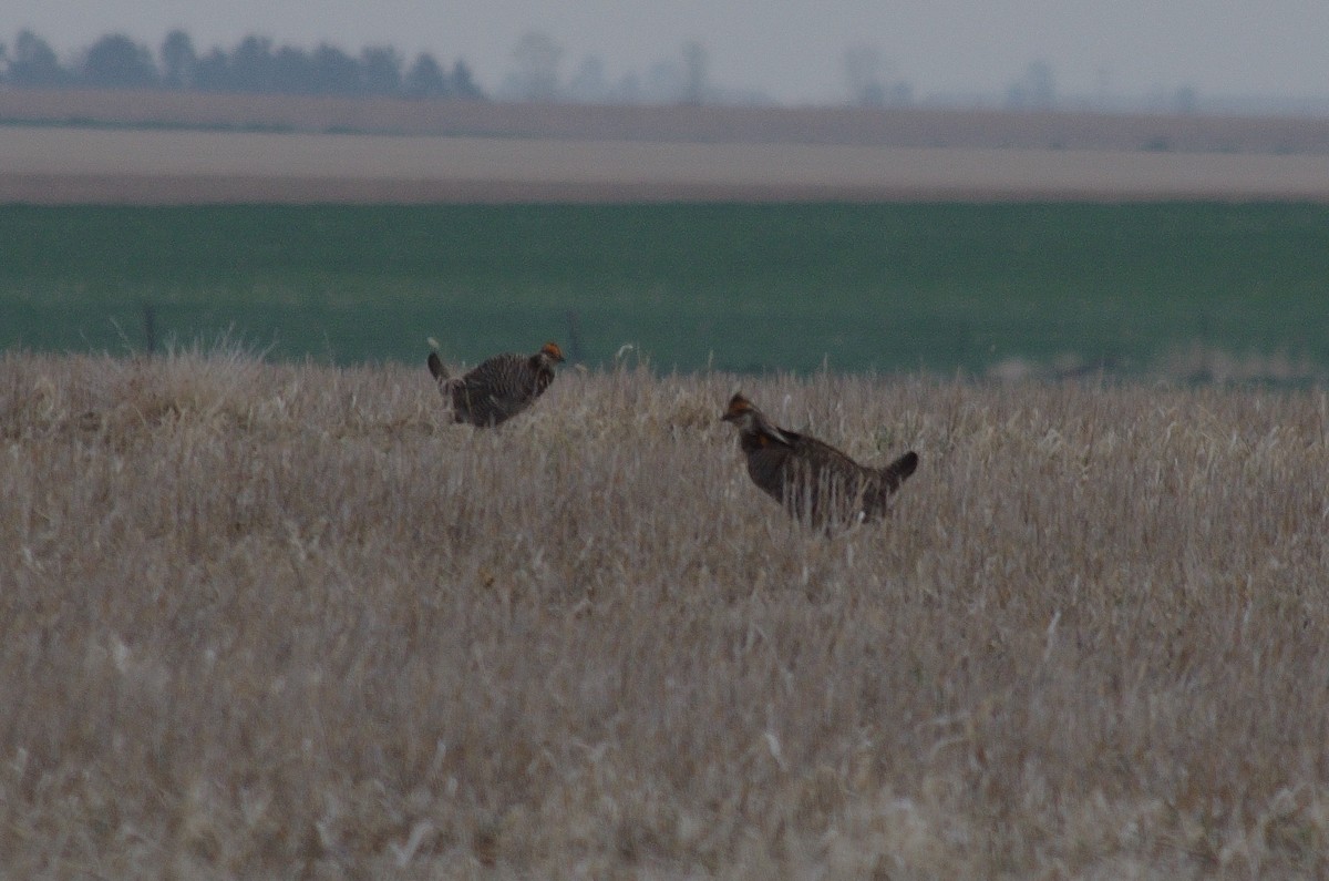 Greater Prairie-Chicken - ML337976401