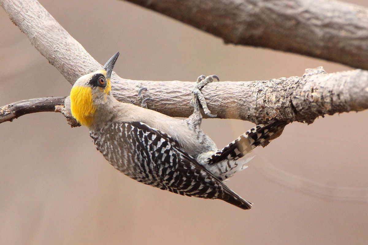 Golden-cheeked Woodpecker - ML337976731