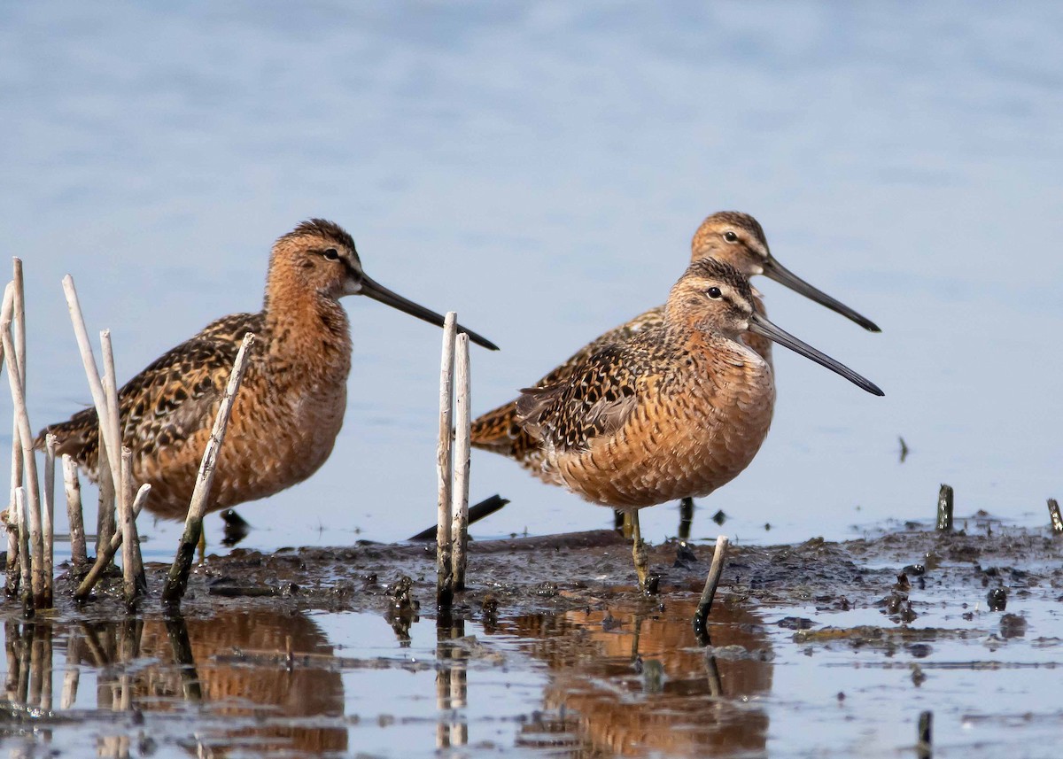 Long-billed Dowitcher - ML337978351