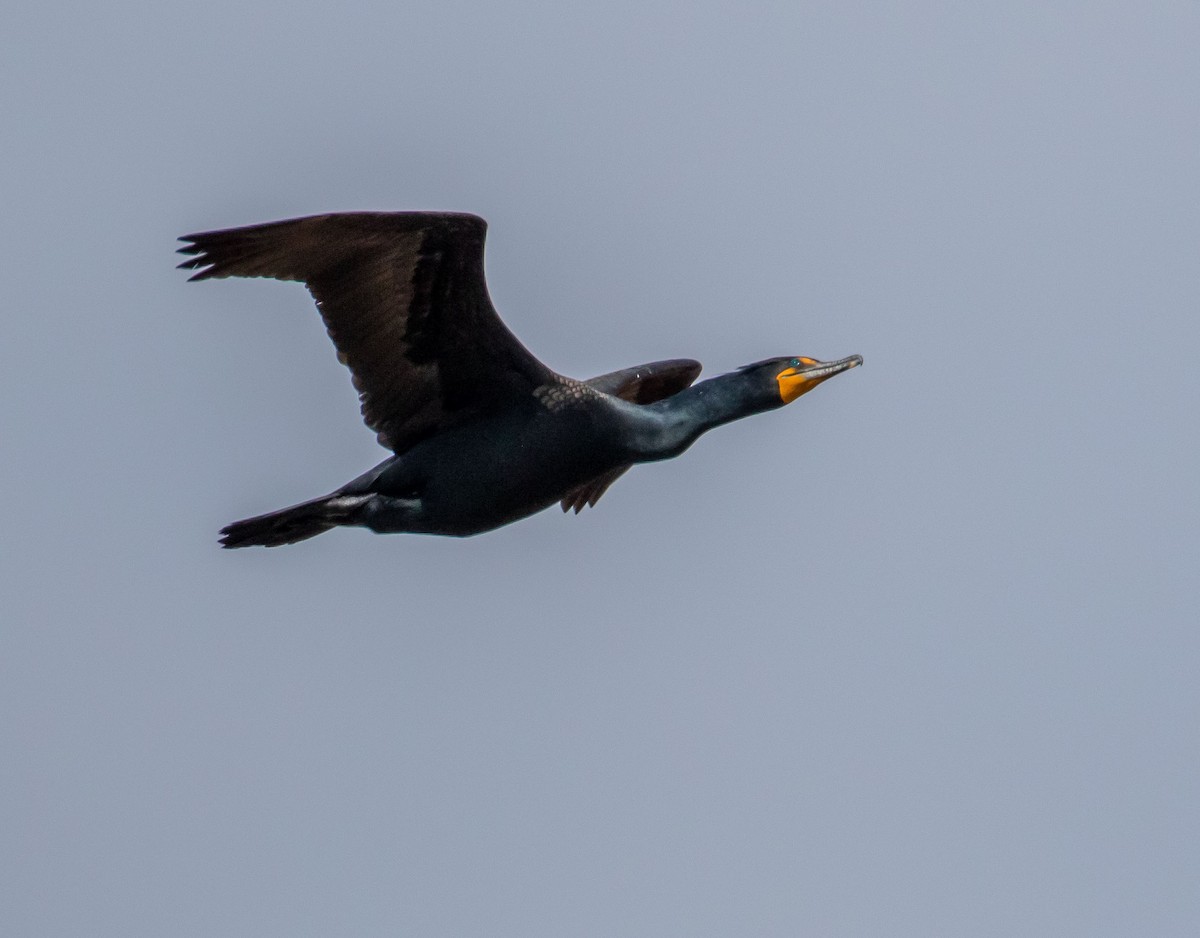 Double-crested Cormorant - Ken Pride
