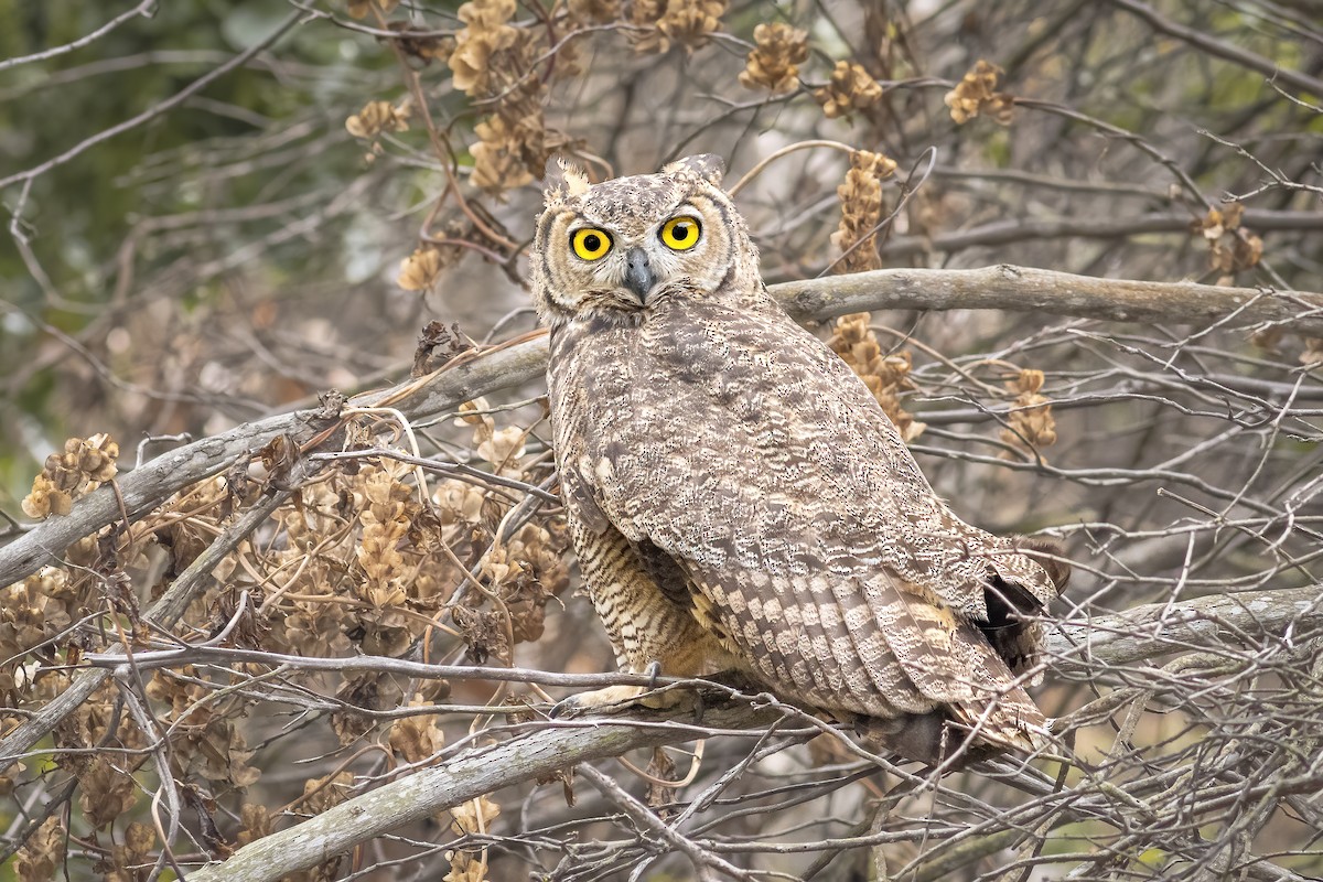 Lesser Horned Owl - Bastian Montecinos
