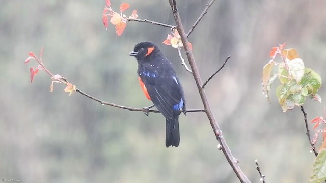 Scarlet-bellied Mountain Tanager - ML337989341