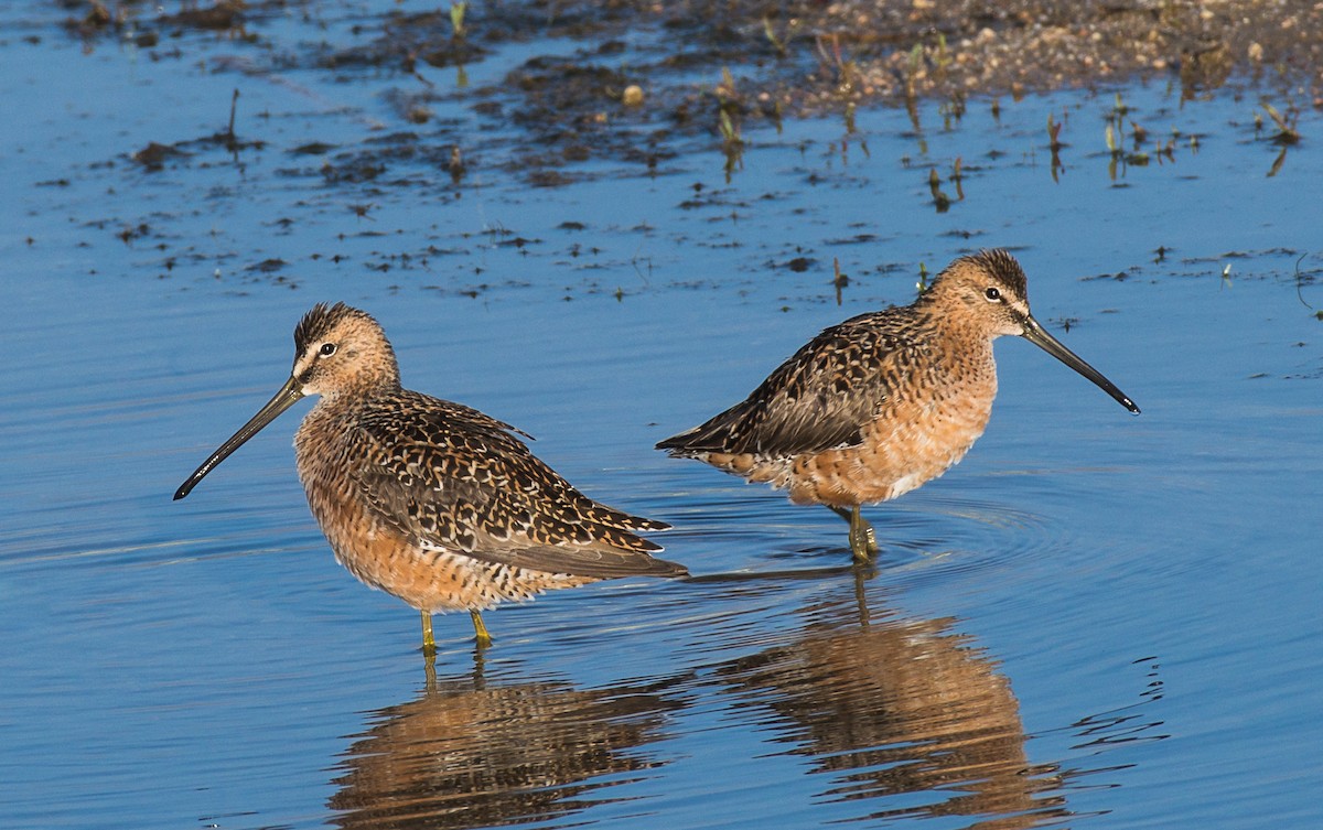 Long-billed Dowitcher - ML337995031