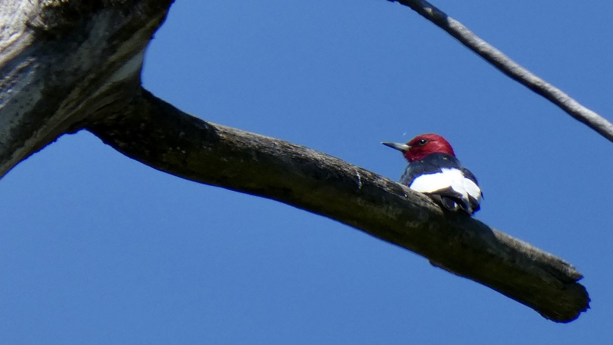 Red-headed Woodpecker - ML337995151