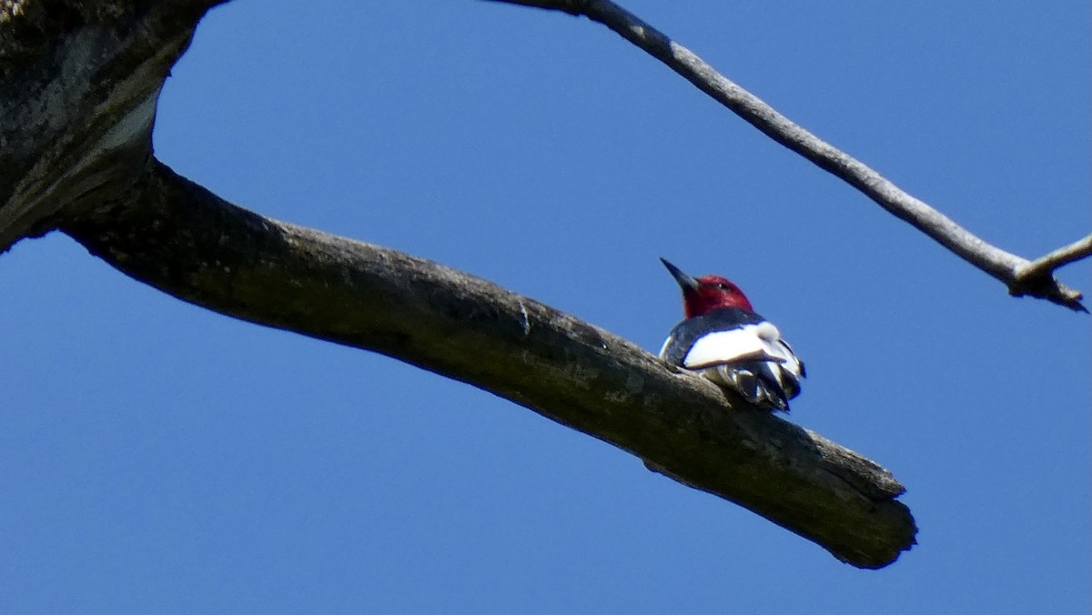 Red-headed Woodpecker - ML337995161