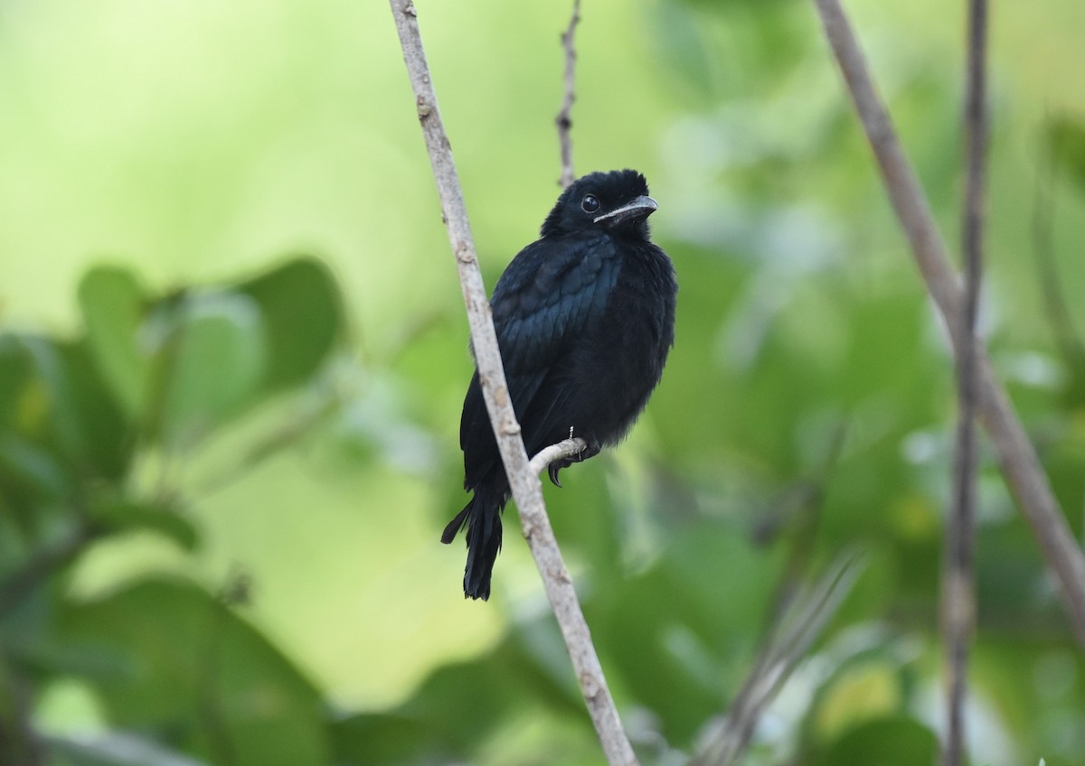 Greater Racket-tailed Drongo - ML337999821