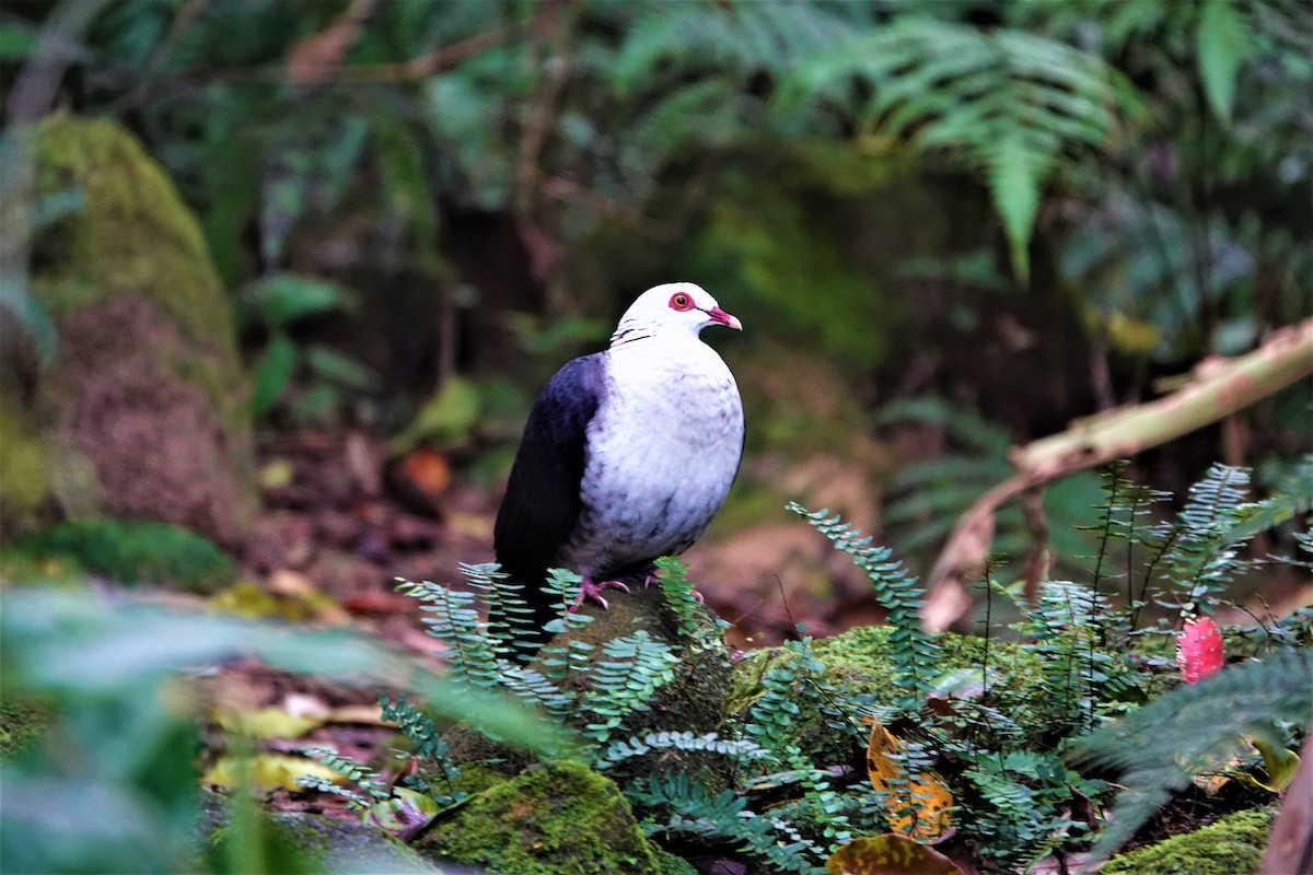 White-headed Pigeon - Mark Camilleri