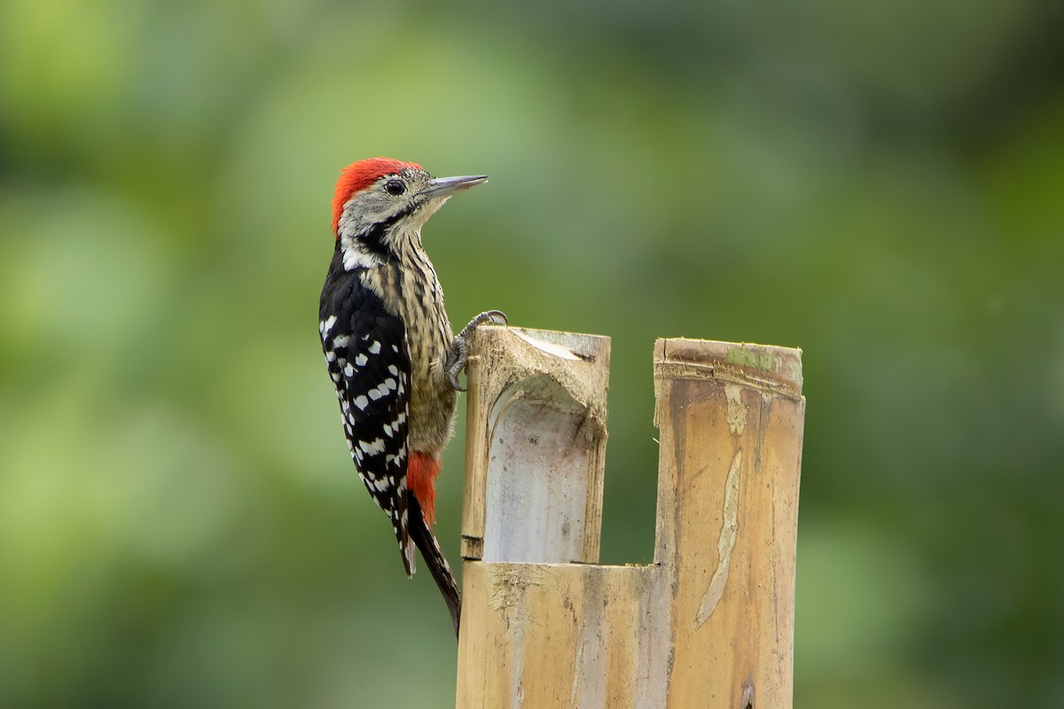 Stripe-breasted Woodpecker - Ayuwat Jearwattanakanok