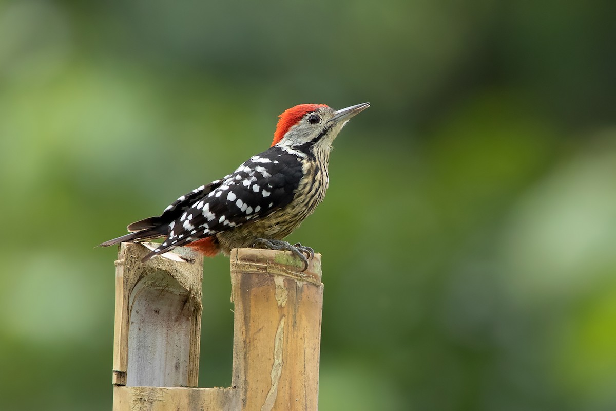 Stripe-breasted Woodpecker - ML338005701