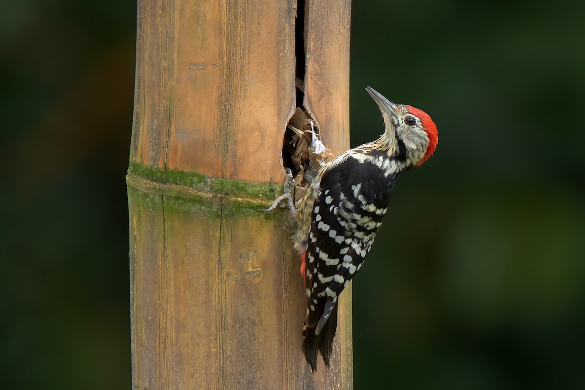 Stripe-breasted Woodpecker - ML338005711