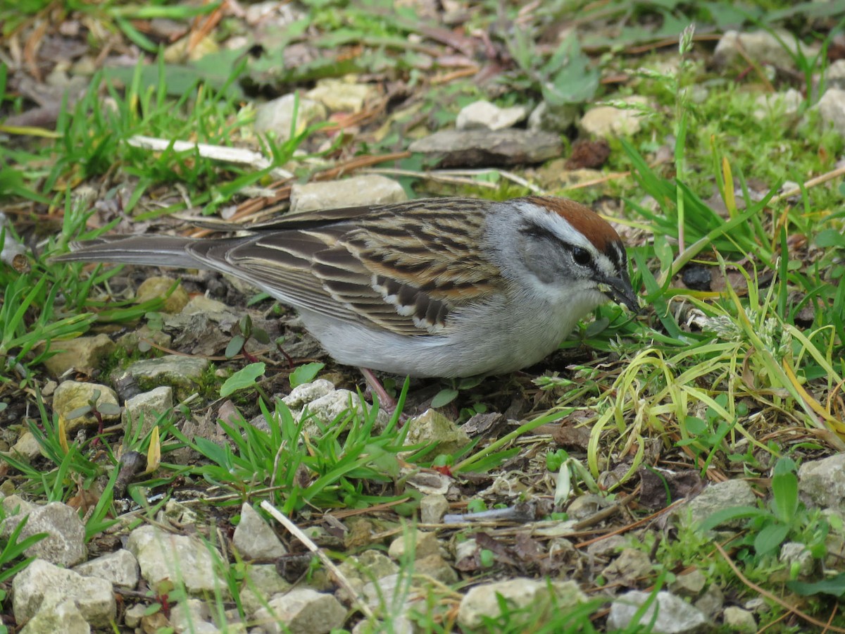 Chipping Sparrow - ML338006181