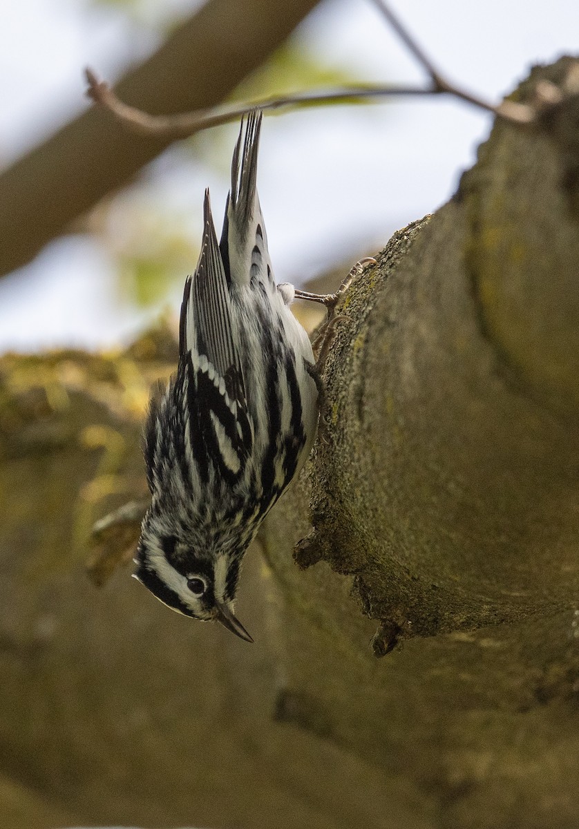 Black-and-white Warbler - ML338007101