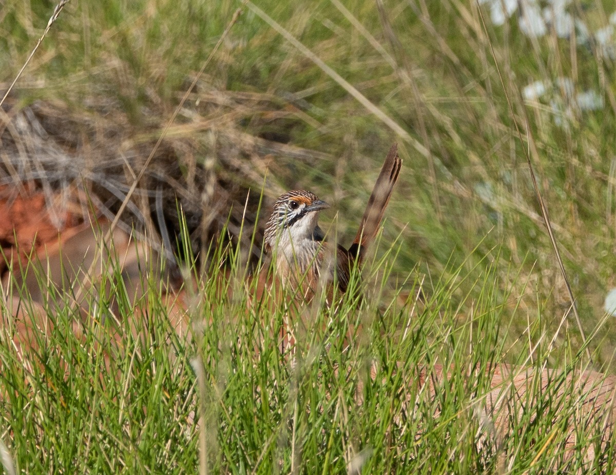 Rufous Grasswren (Pilbara) - ML338008651