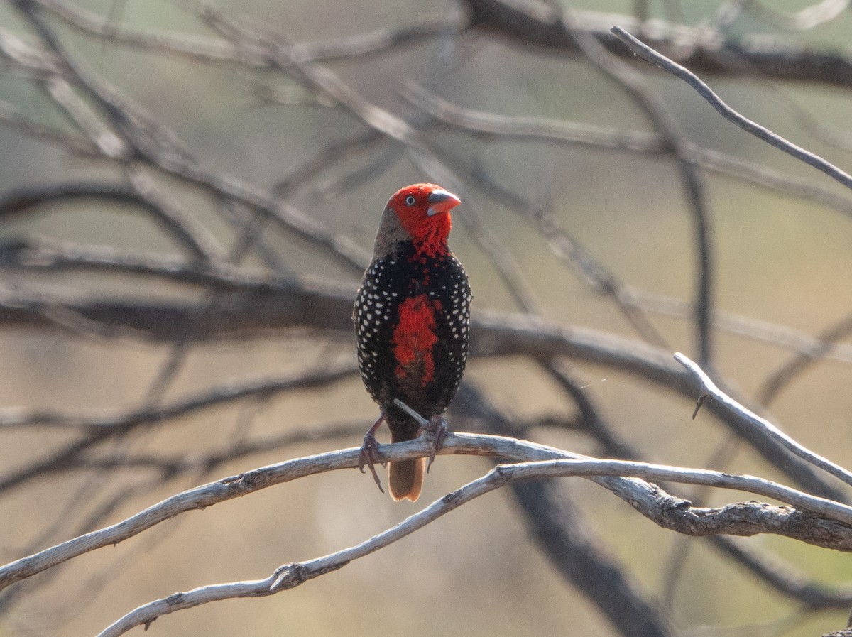 Painted Firetail - ML338008781