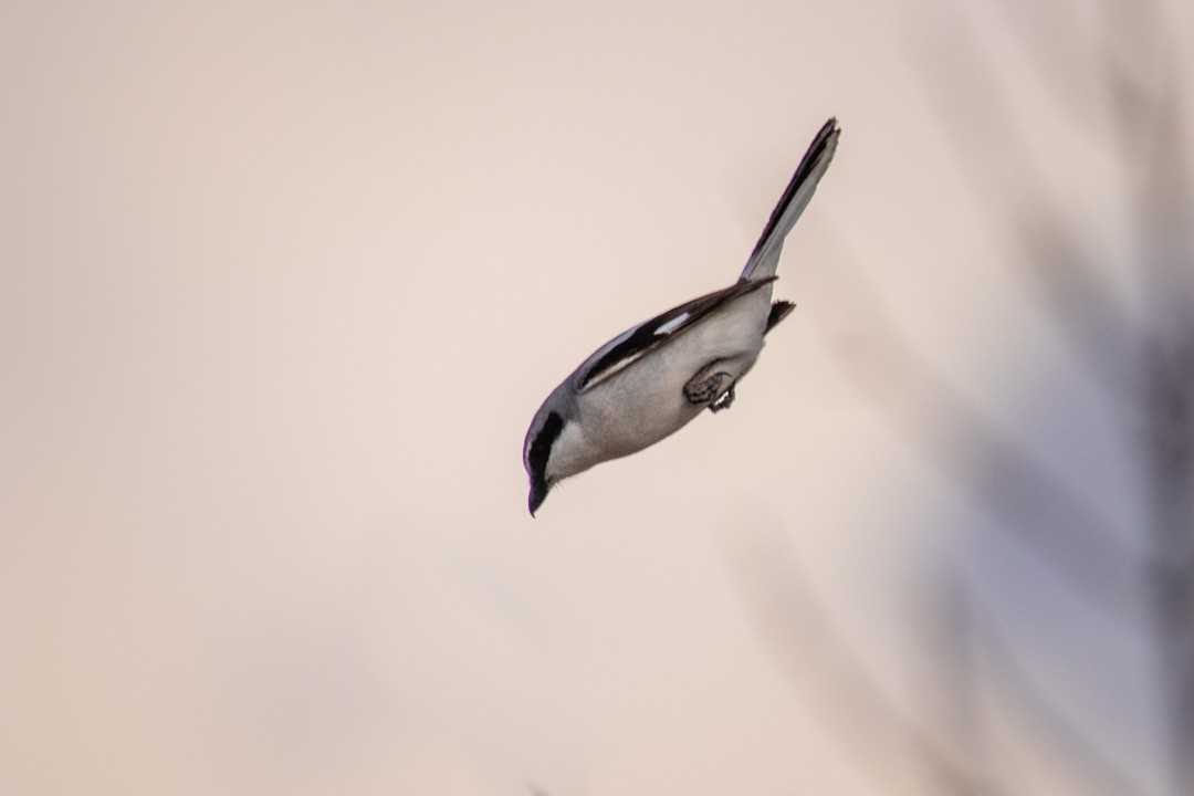 Loggerhead Shrike - Rain Saulnier