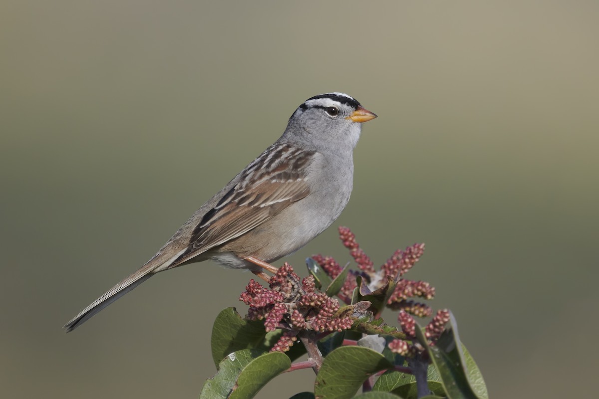 White-crowned Sparrow - Sharif Uddin