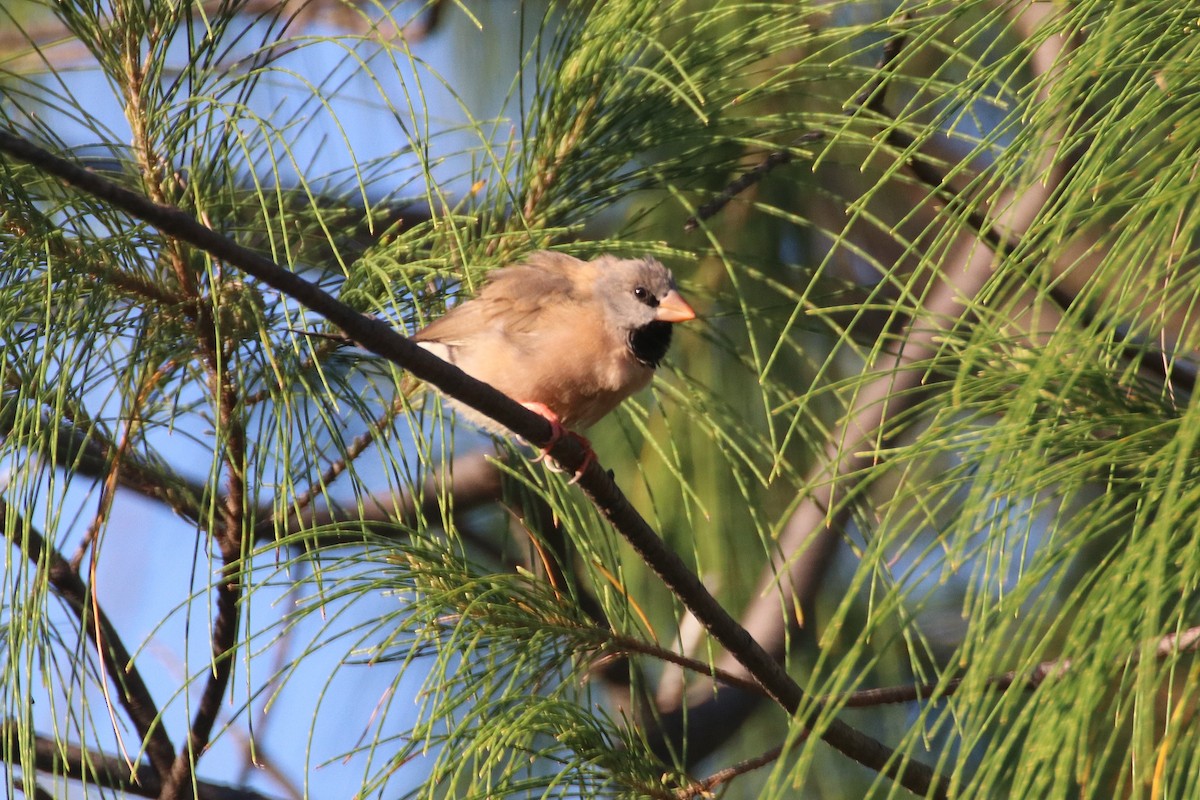 Long-tailed Finch - ML338017511