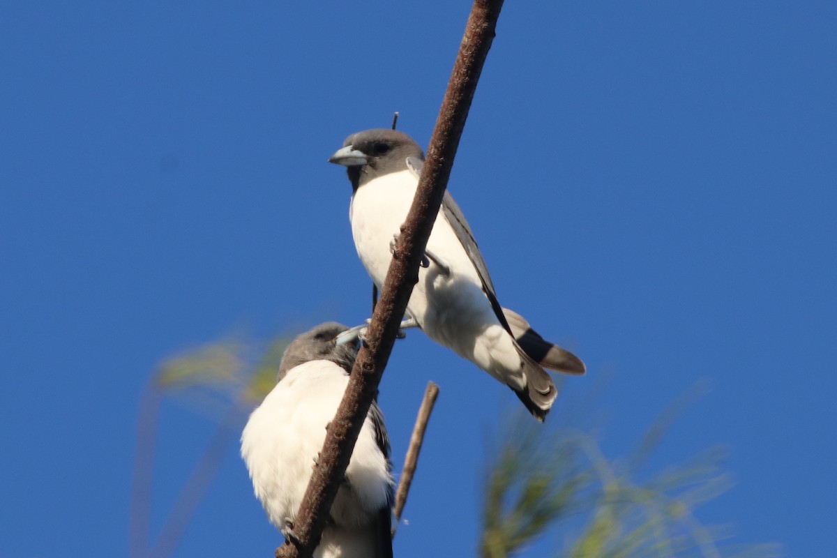 White-breasted Woodswallow - ML338018721