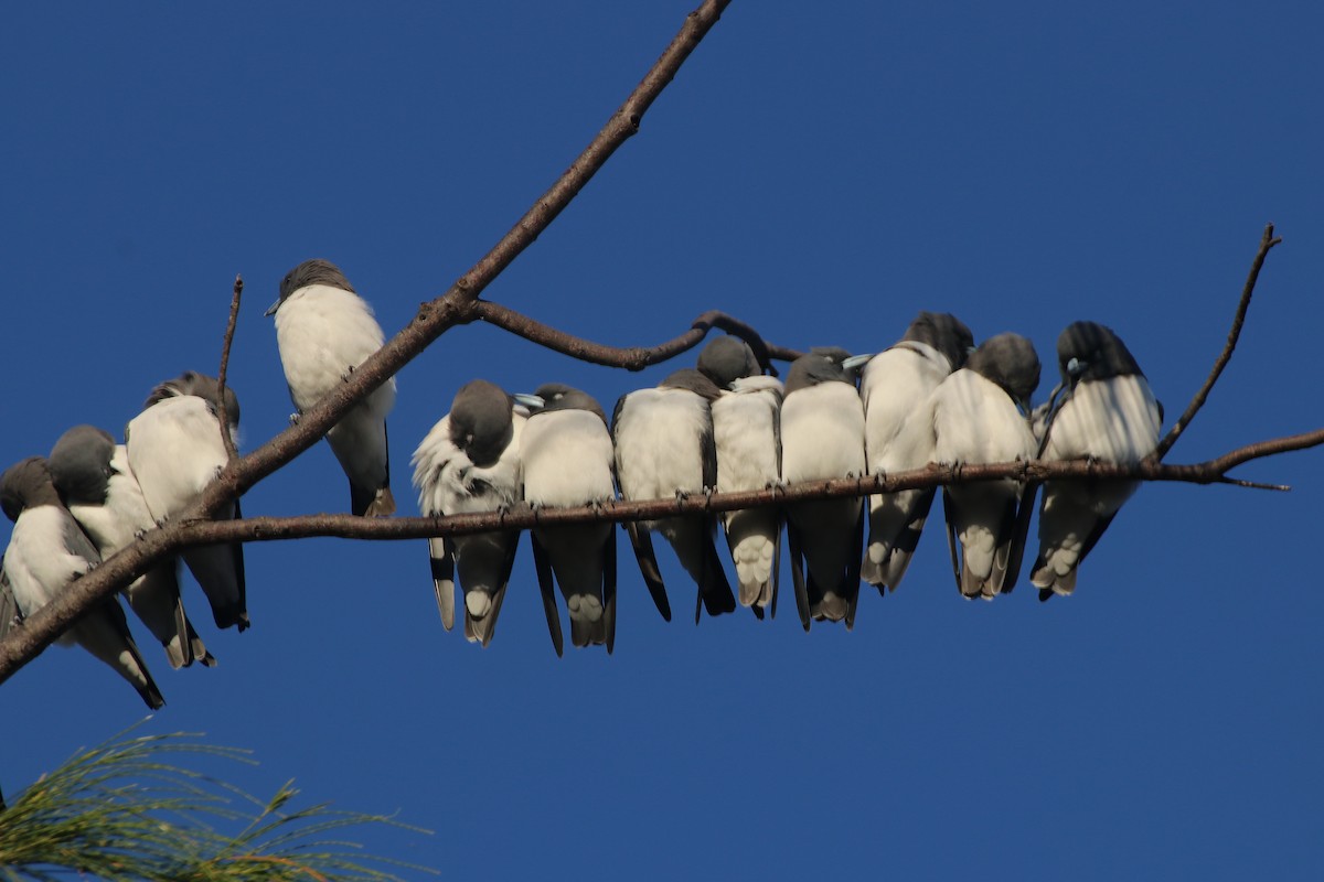 White-breasted Woodswallow - ML338018731