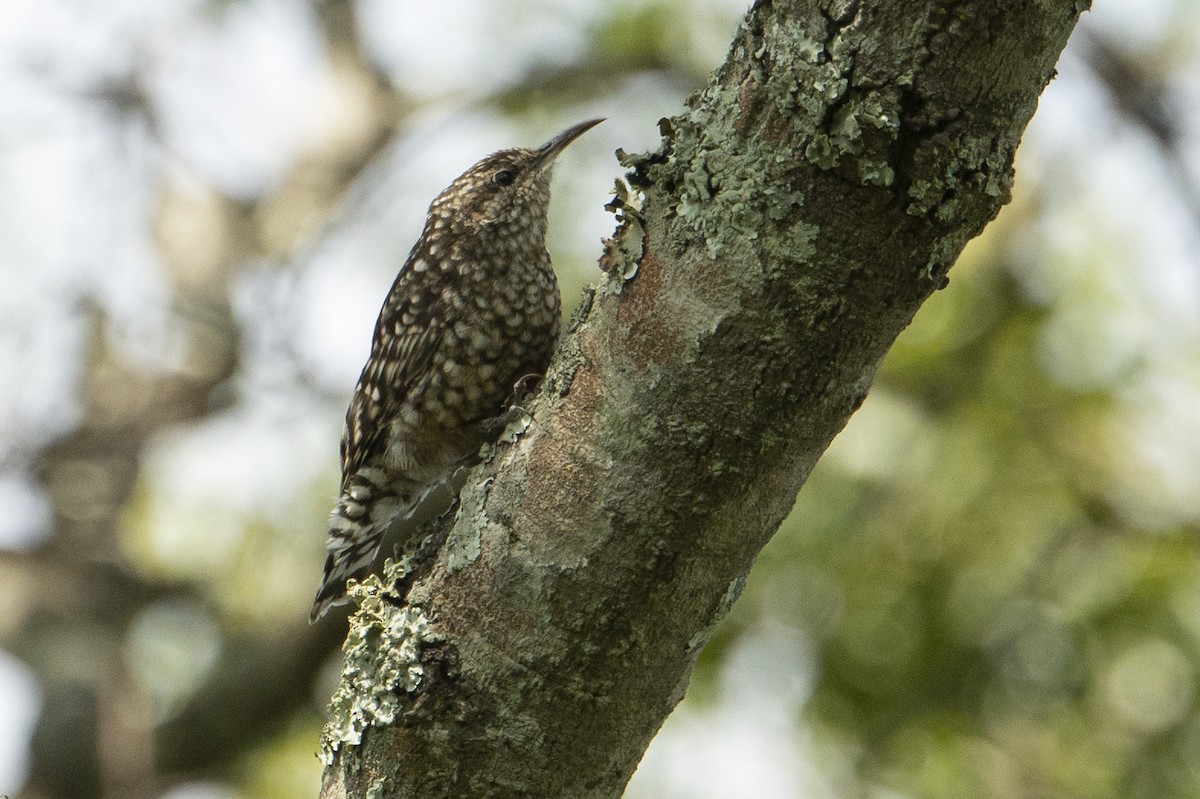African Spotted Creeper - ML338032091