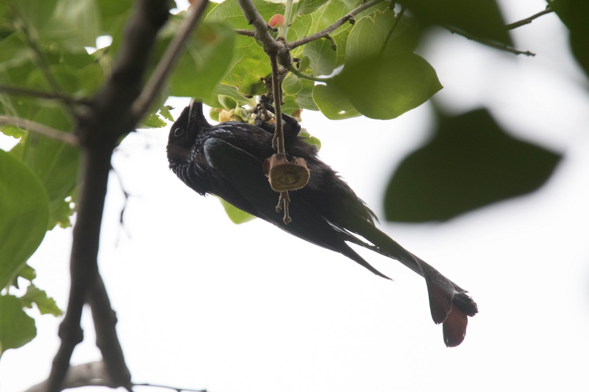 Hair-crested Drongo - Anonymous