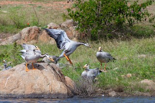 Bar-headed Goose, ML338037031