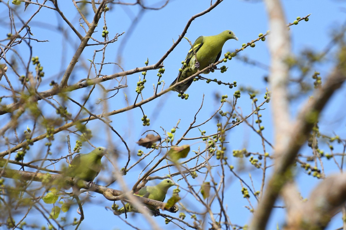Andaman Green-Pigeon - ML338038461