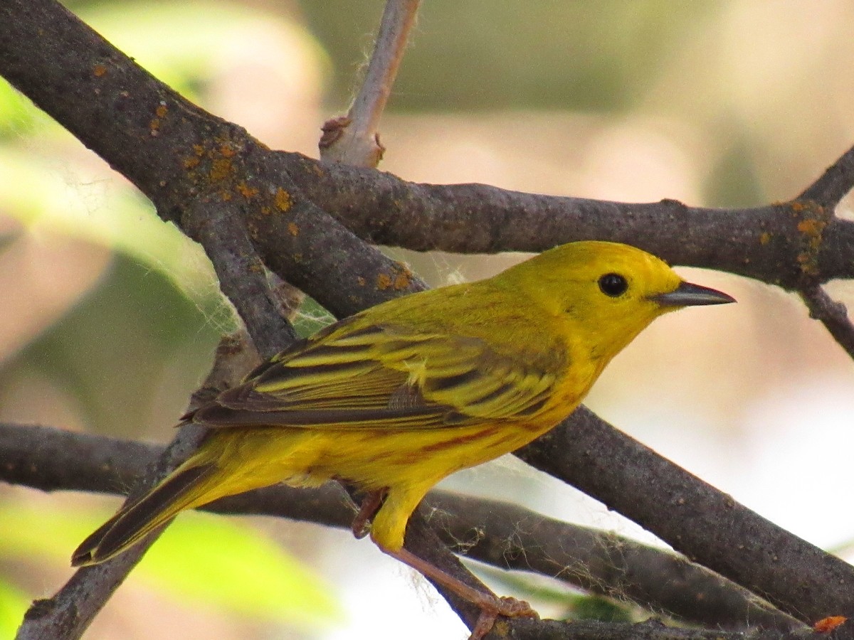 Yellow Warbler - Jackson  Rudkin
