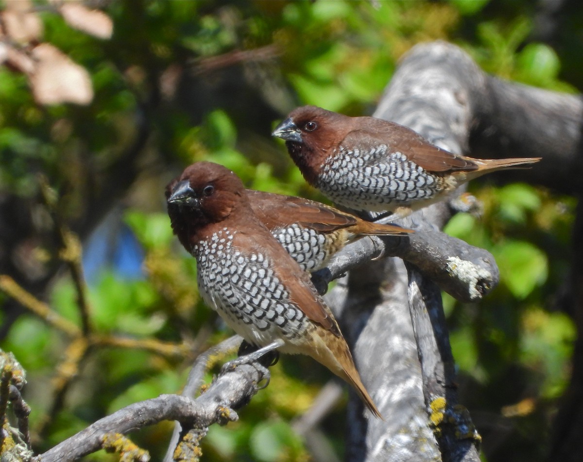 Scaly-breasted Munia - Pair of Wing-Nuts