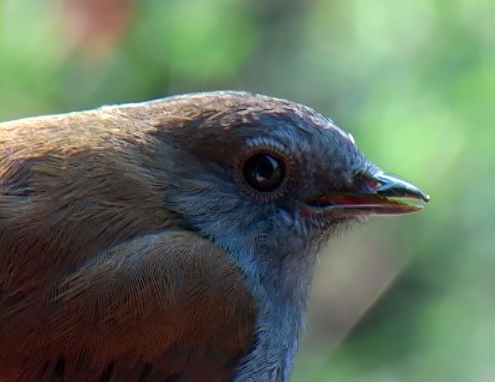 Andean Solitaire (ralloides) - ML338054141