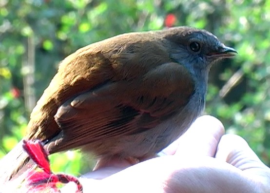 Andean Solitaire (ralloides) - ML338054151