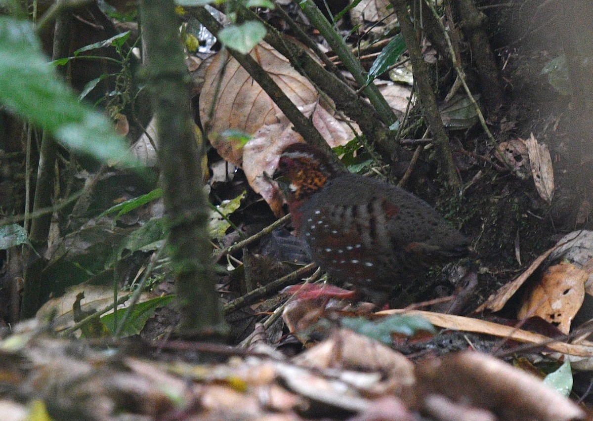 Chestnut-breasted Partridge - ML338066661