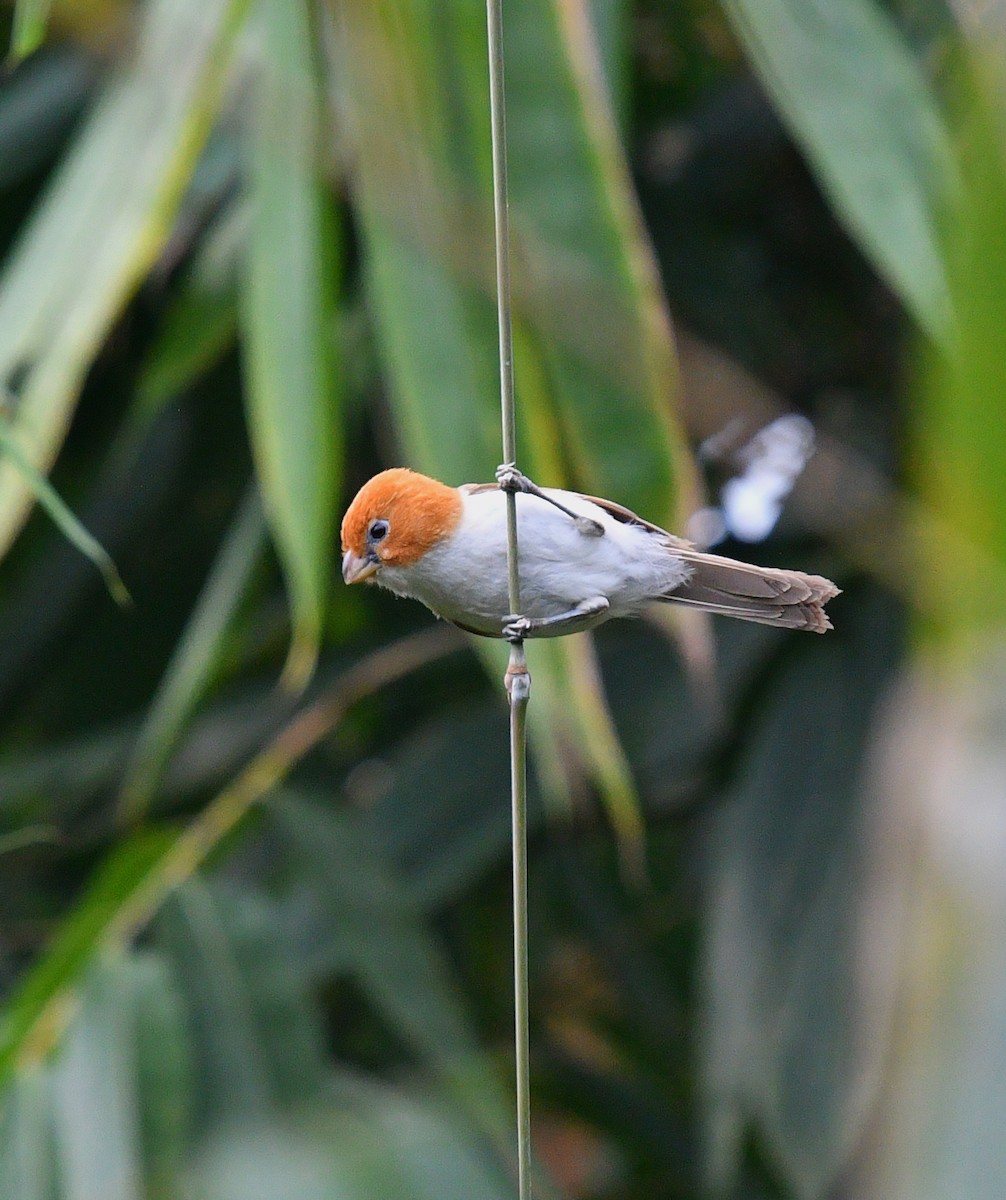 White-breasted Parrotbill - ML338068311