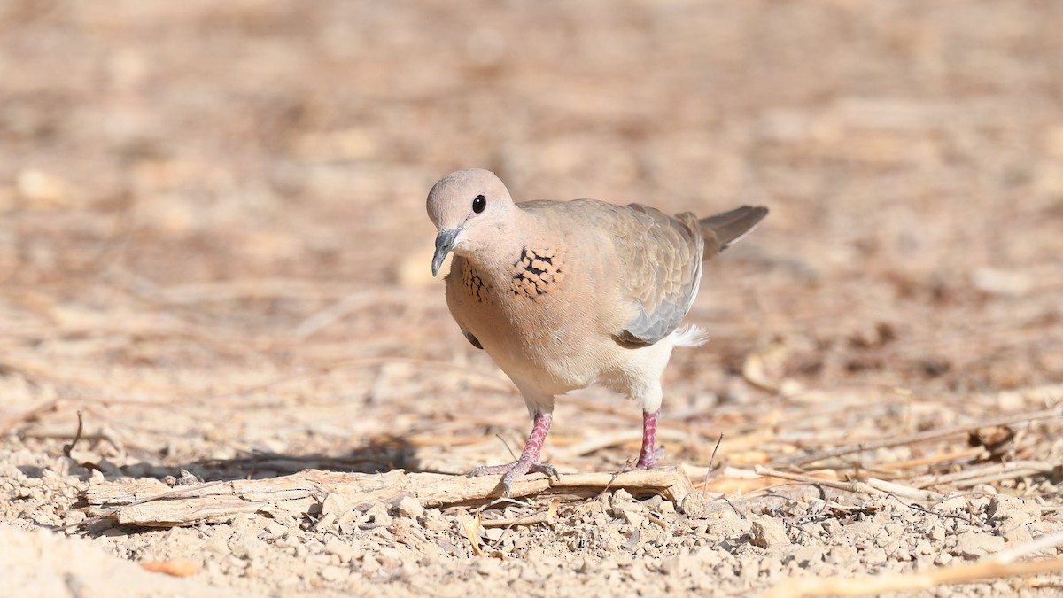Laughing Dove - ML338072821