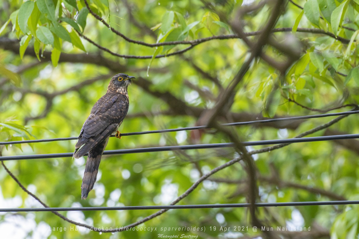 Large Hawk-Cuckoo - Muangpai Suetrong