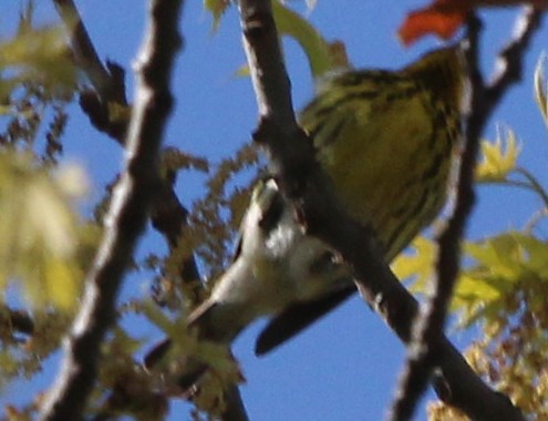 Cape May Warbler - ML338077311
