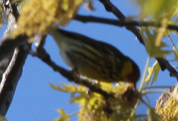 Cape May Warbler - ML338077321
