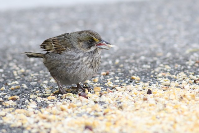 Bird feeding on cracked corn. - Seaside Sparrow - 
