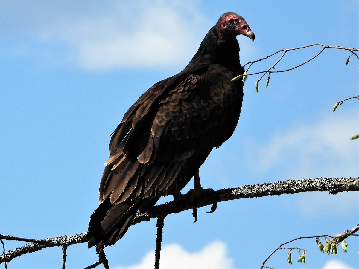 Turkey Vulture - ML338082231