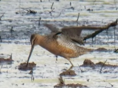 Long-billed Dowitcher - ML338085931