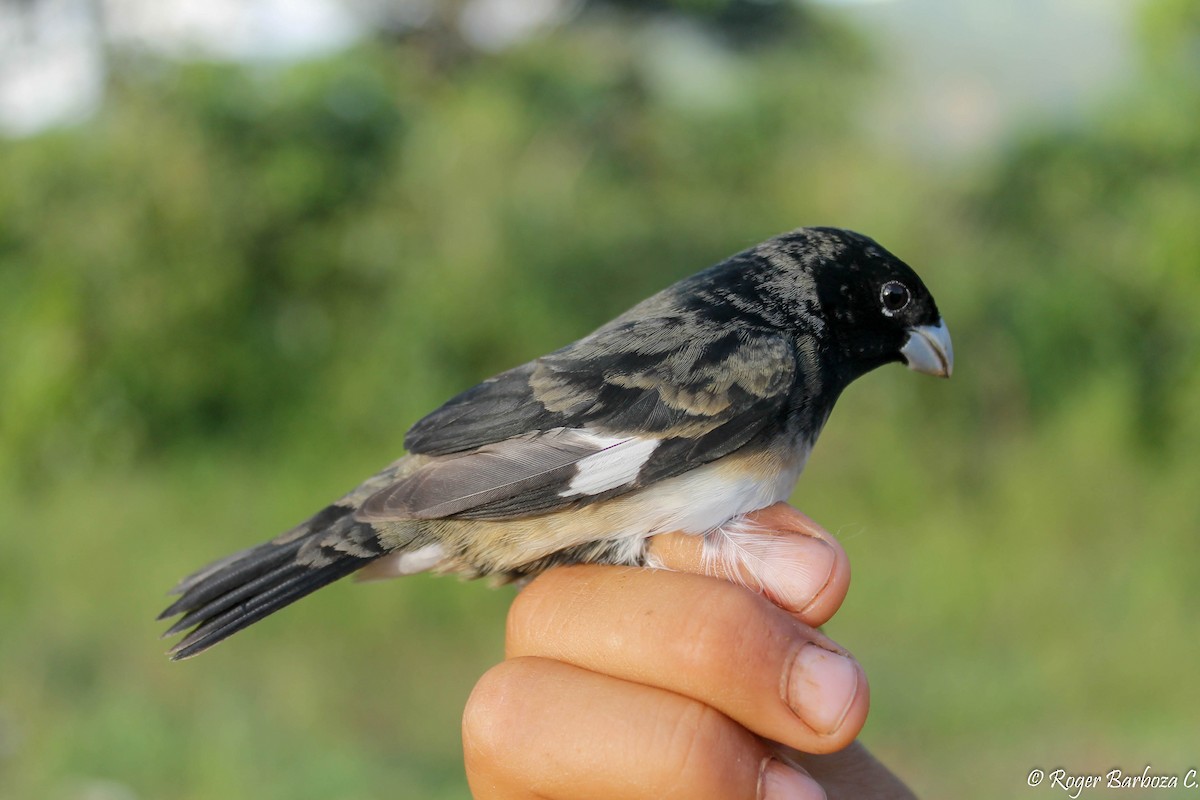 Black-and-white Seedeater - ML338087561