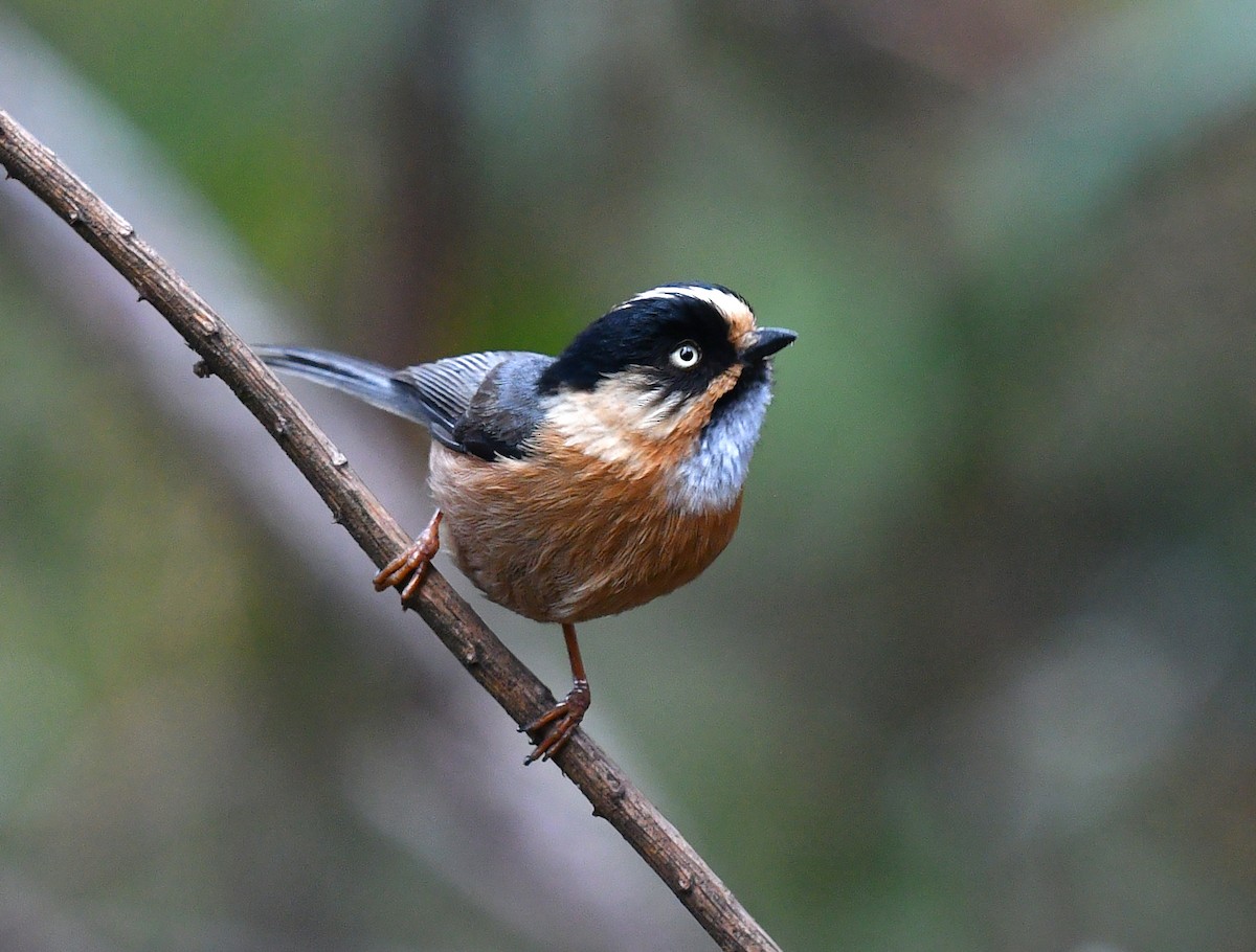 Black-browed Tit (Rufous-fronted) - ML338088741