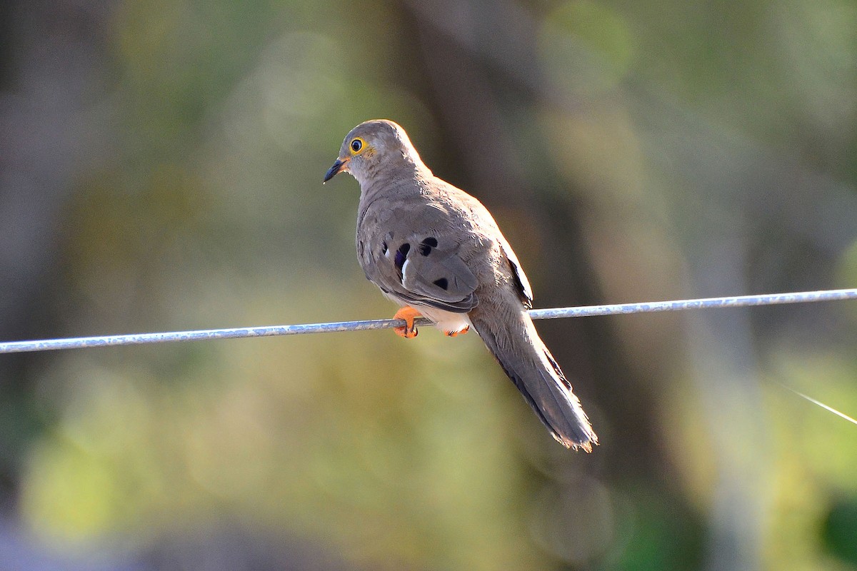 Long-tailed Ground Dove - ML338096511