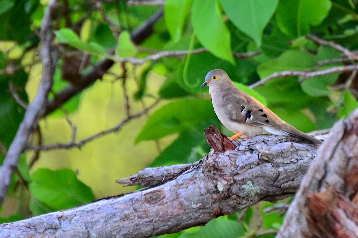 Long-tailed Ground Dove - ML338096591
